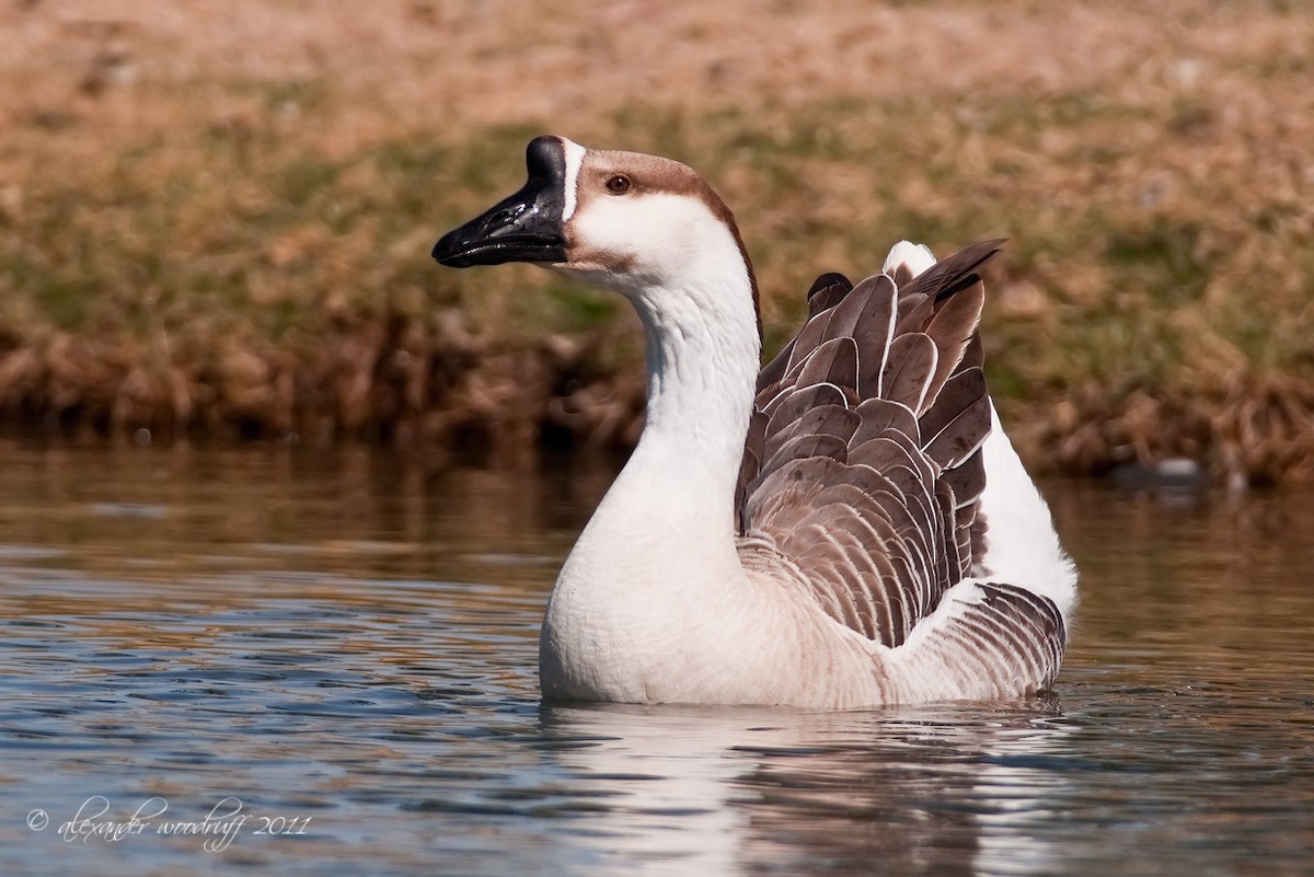 Swan Goose (Domestic type) - Alex Woodruff