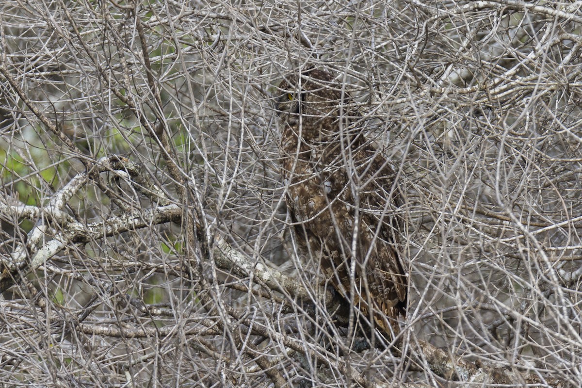 Spotted Eagle-Owl - ML20523831