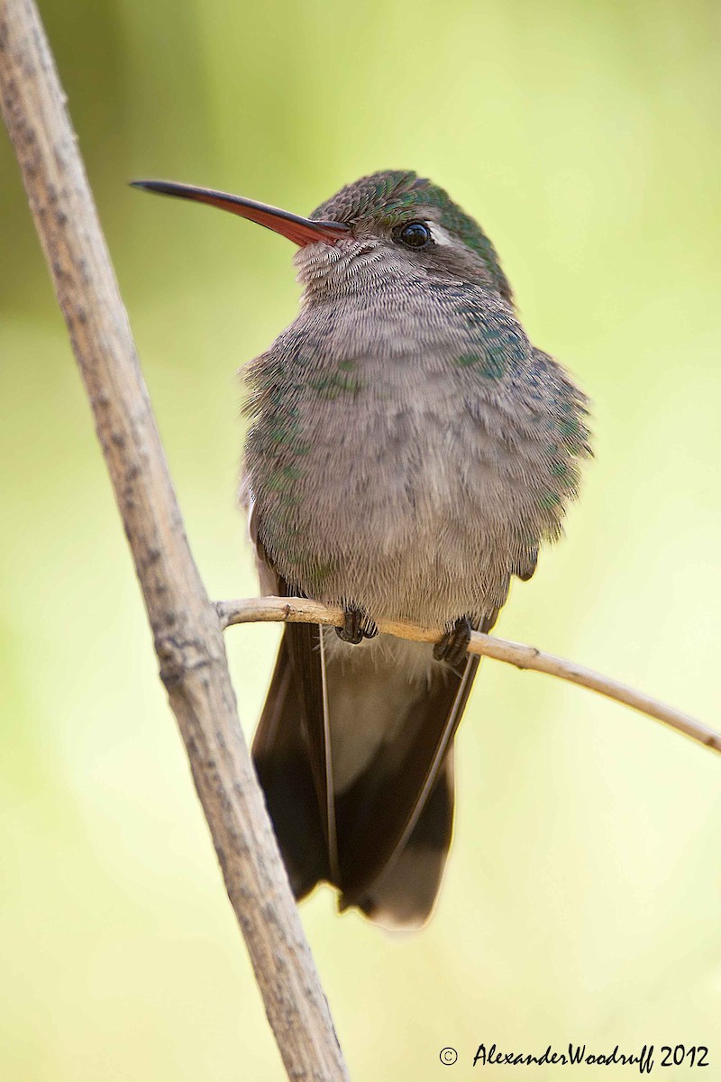 Broad-billed Hummingbird - Alex Woodruff
