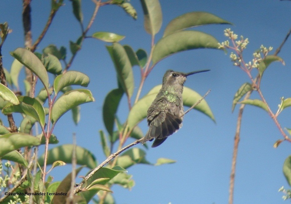 Broad-billed Hummingbird - undefined