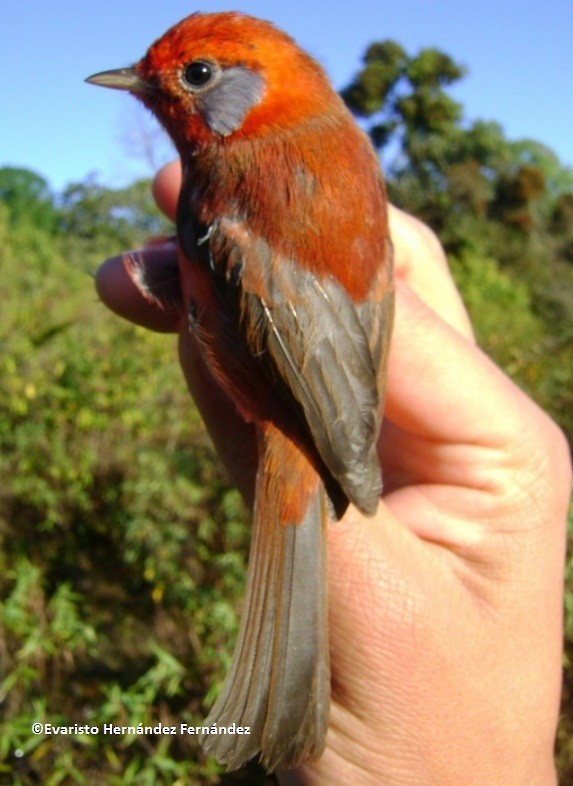 Red Warbler (Gray-cheeked) - ML205240101