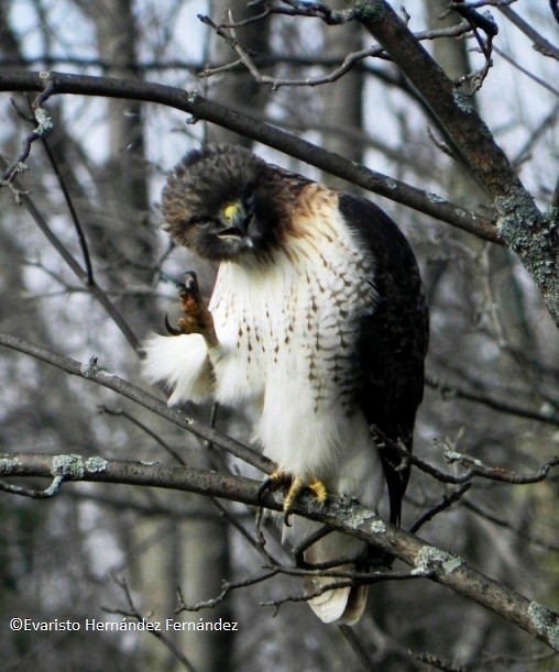 Red-tailed Hawk - ML205240131