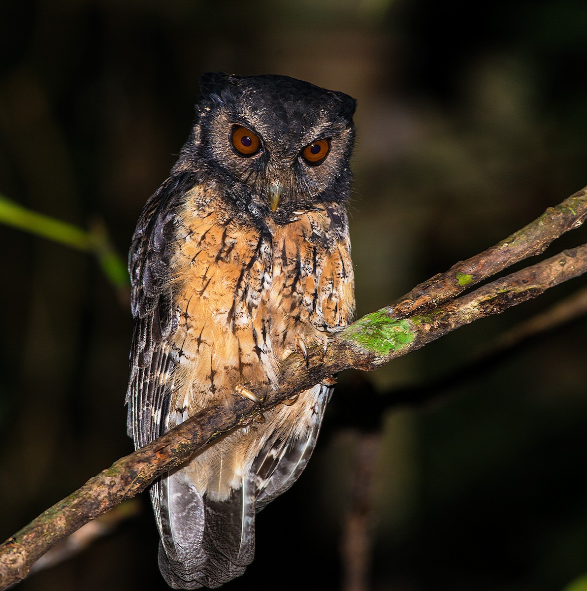 Tawny-bellied Screech-Owl (Tawny-bellied) - ML205240151