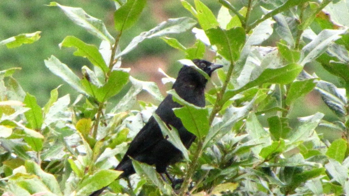 Mountain Grackle - Anonymous