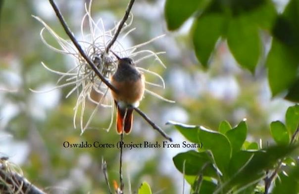 Chestnut-bellied Hummingbird - Anonymous