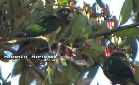 Brown-breasted Parakeet - Anonymous