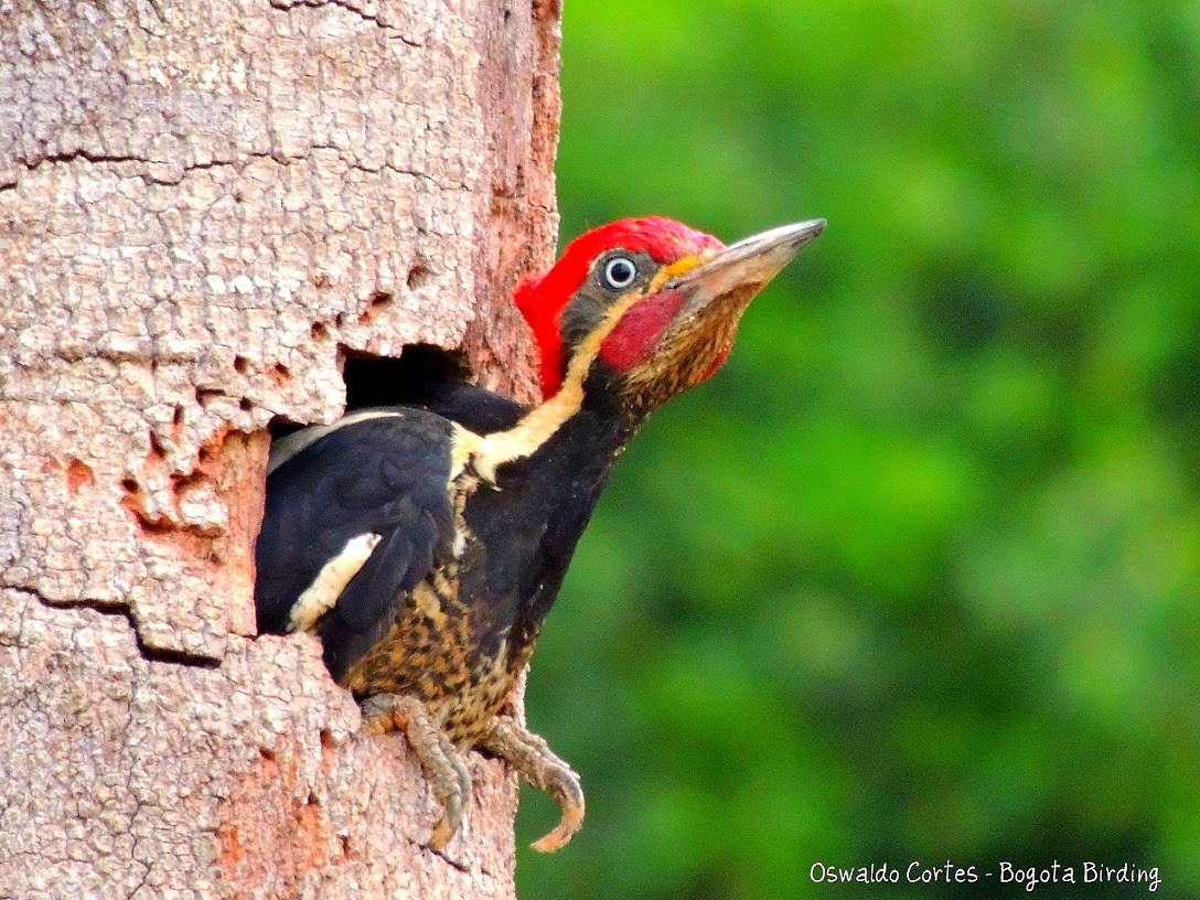Lineated Woodpecker (Lineated) - Anonymous