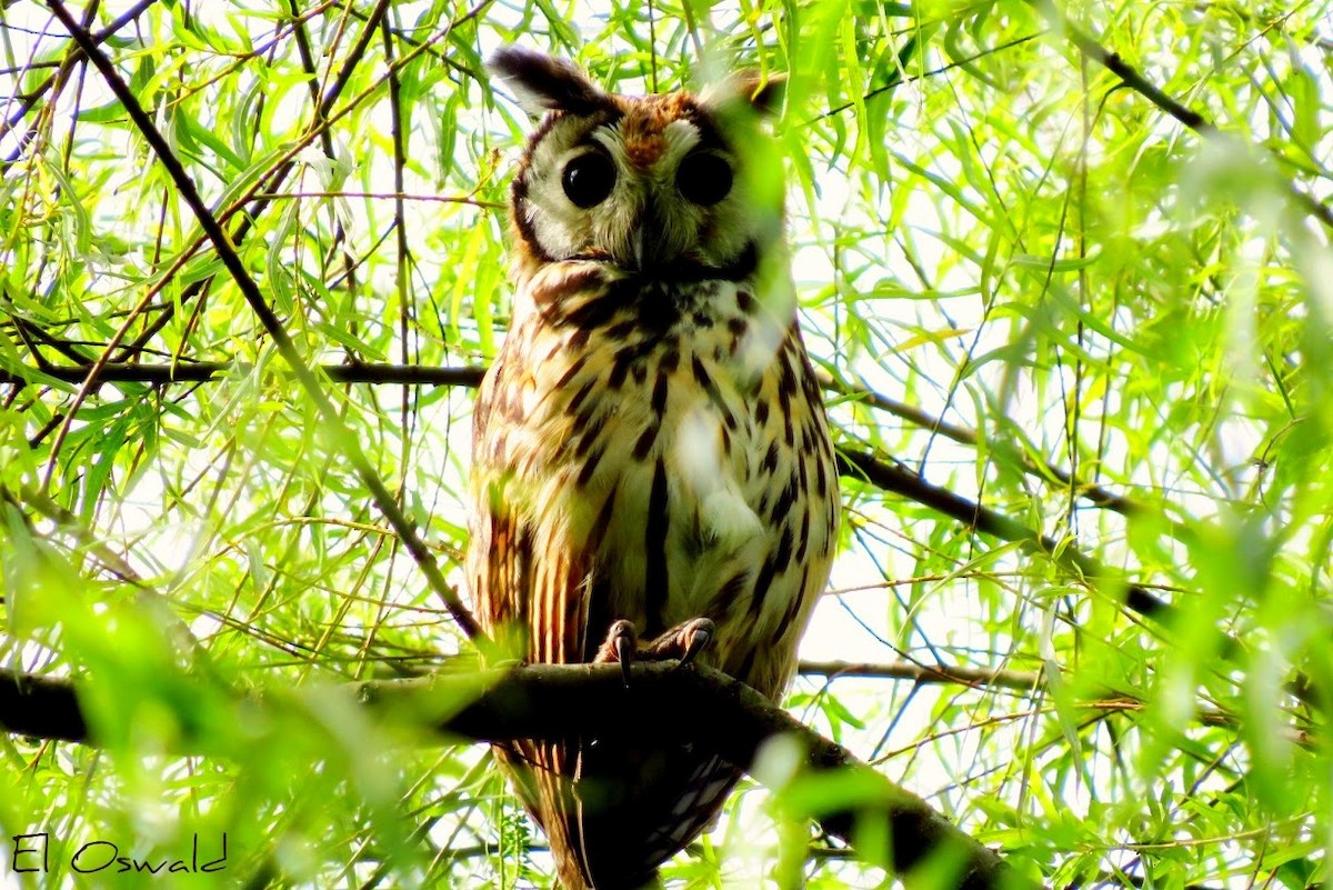 Striped Owl - Anonymous