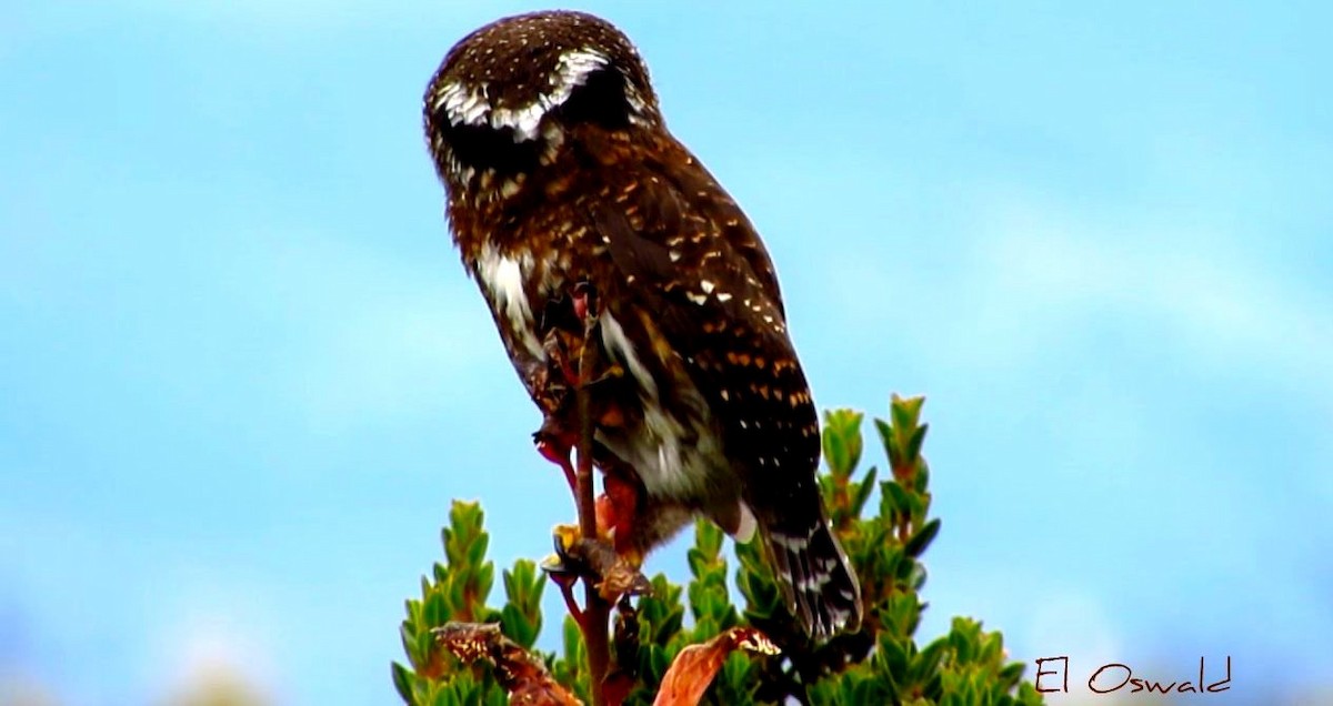 Andean Pygmy-Owl - Anonymous