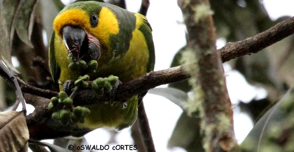 Yellow-eared Parrot - Anonymous