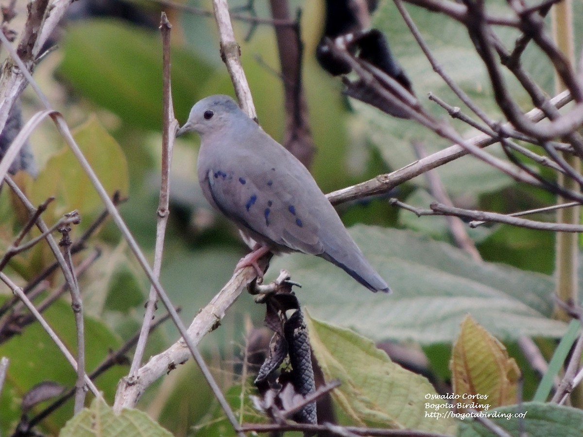 Plain-breasted Ground Dove - Anonymous