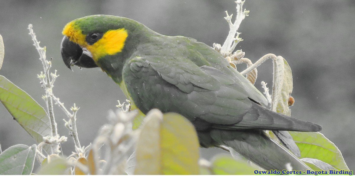 Yellow-eared Parrot - Anonymous