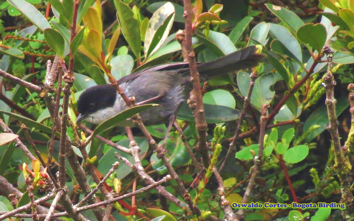 Black-backed Bush Tanager - Anonymous