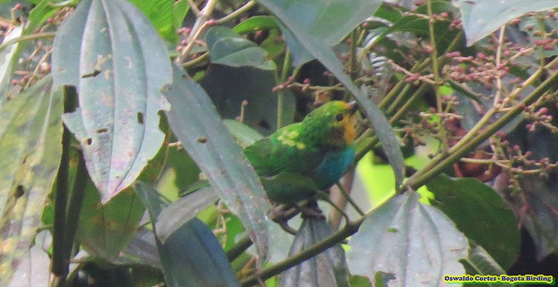 Multicolored Tanager - Anonymous