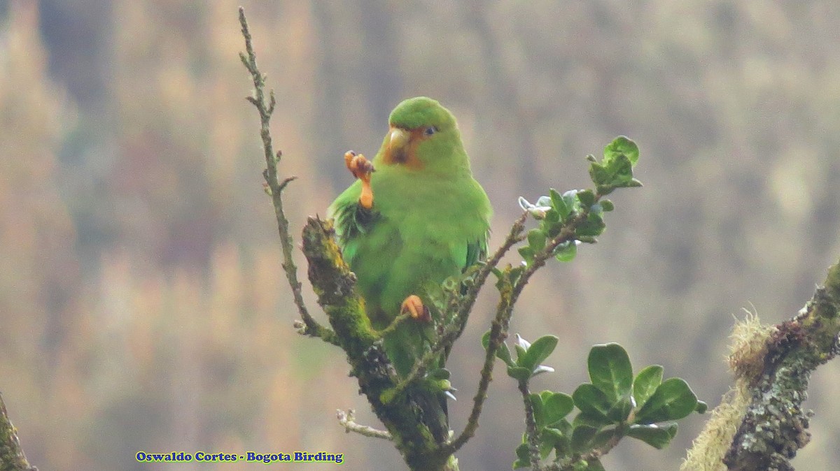 Rufous-fronted Parakeet - Anonymous