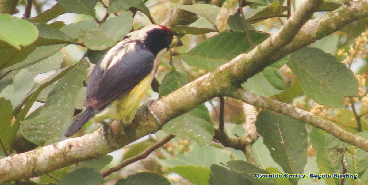 White-mantled Barbet - Anonymous