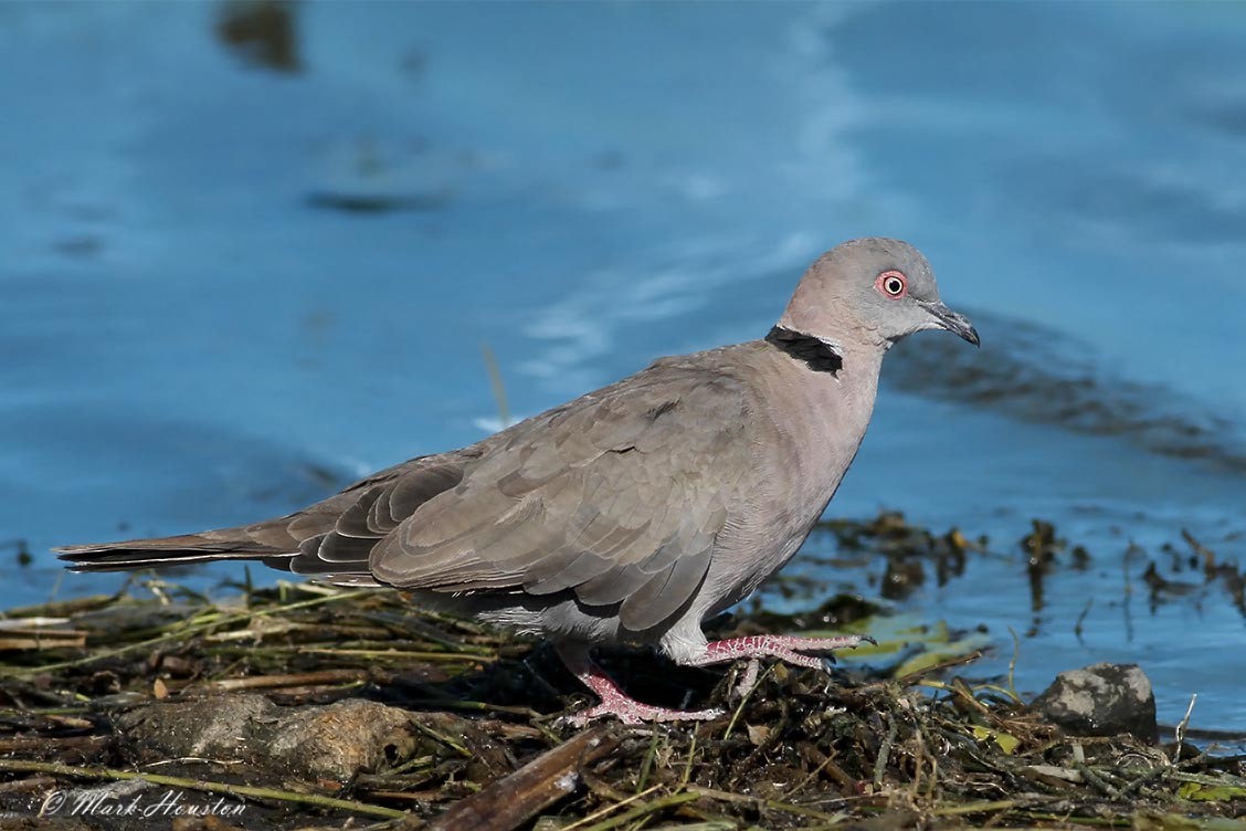 Mourning Collared-Dove - ML205249051