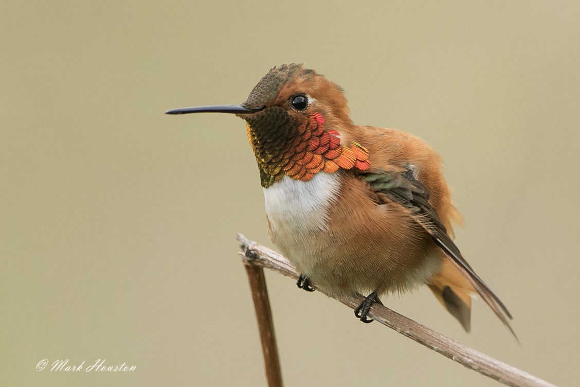 Rufous Hummingbird - Mark Houston