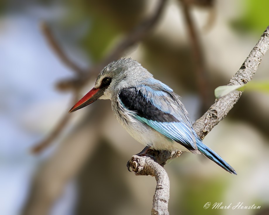 Woodland Kingfisher - Mark Houston