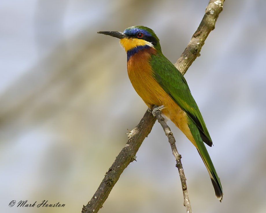 Ethiopian Bee-eater - Mark Houston