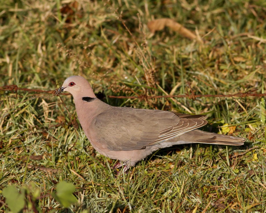 Red-eyed Dove - ML205249271