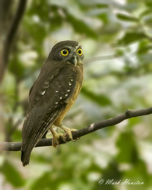 Photos - Ochre-bellied Boobook - Ninox ochracea - Birds of
