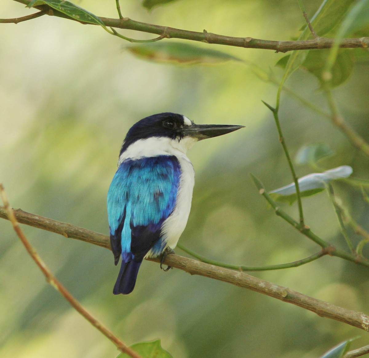 Blue-and-white Kingfisher - ML205249421