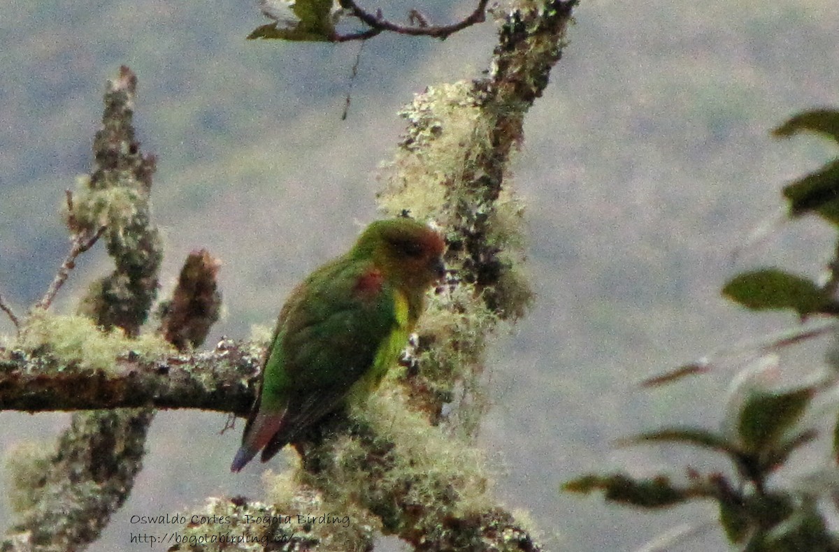 Rusty-faced Parrot - Anonymous
