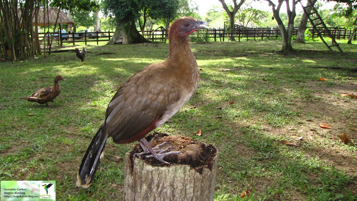 Chestnut-winged Chachalaca - Anonymous