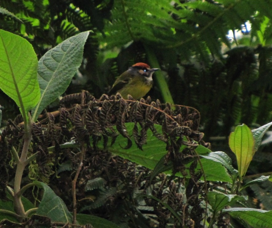 Rufous-crowned Tody-Flycatcher - Anonymous