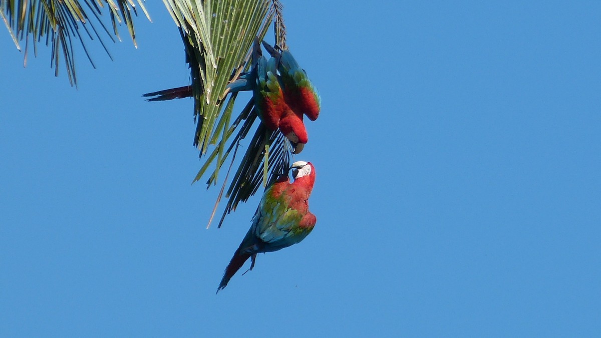 Red-and-green Macaw - ML205253541