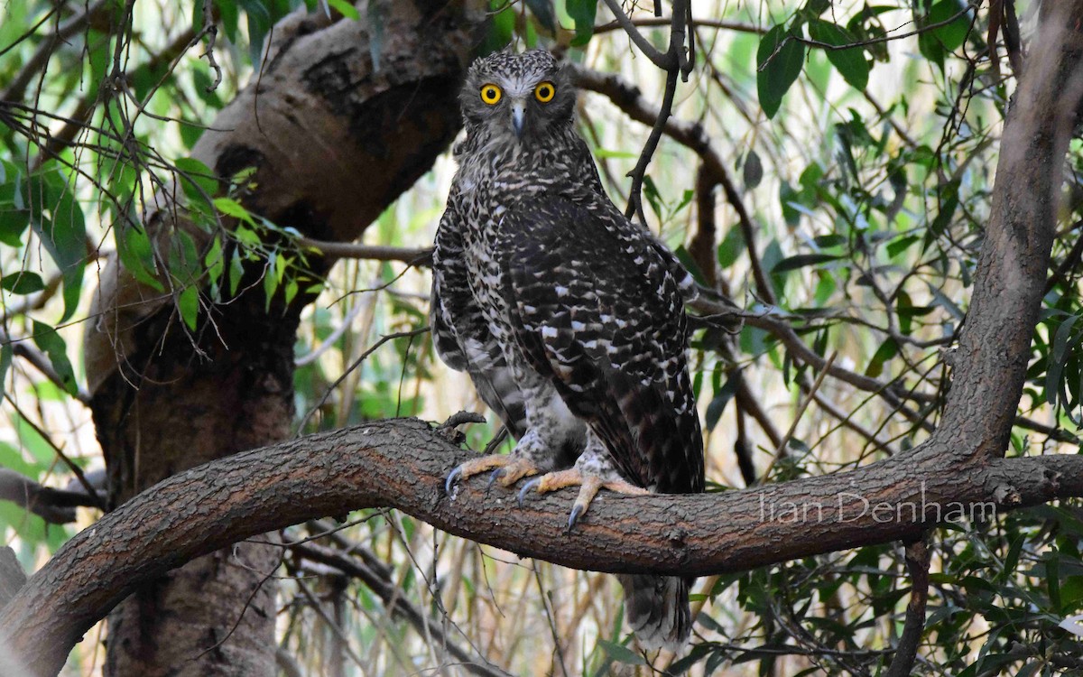 Powerful Owl - Iian Denham