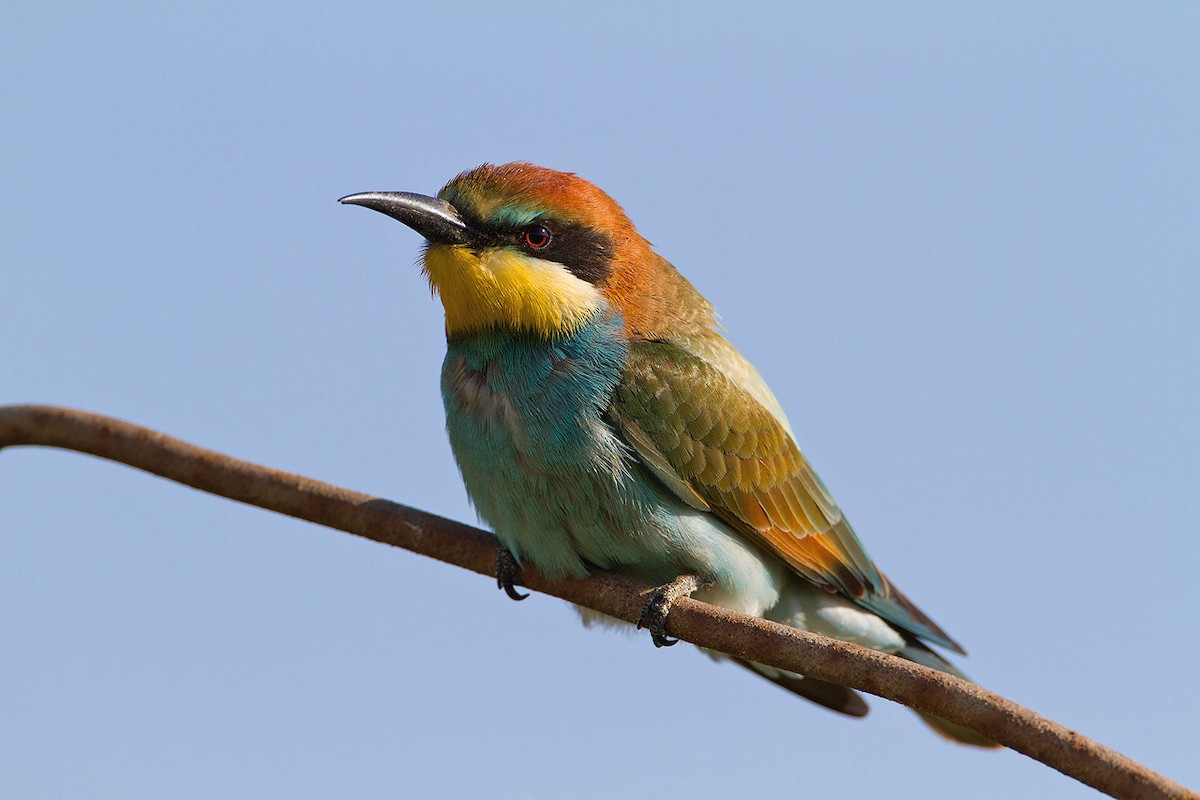 European Bee-eater - ML205253691