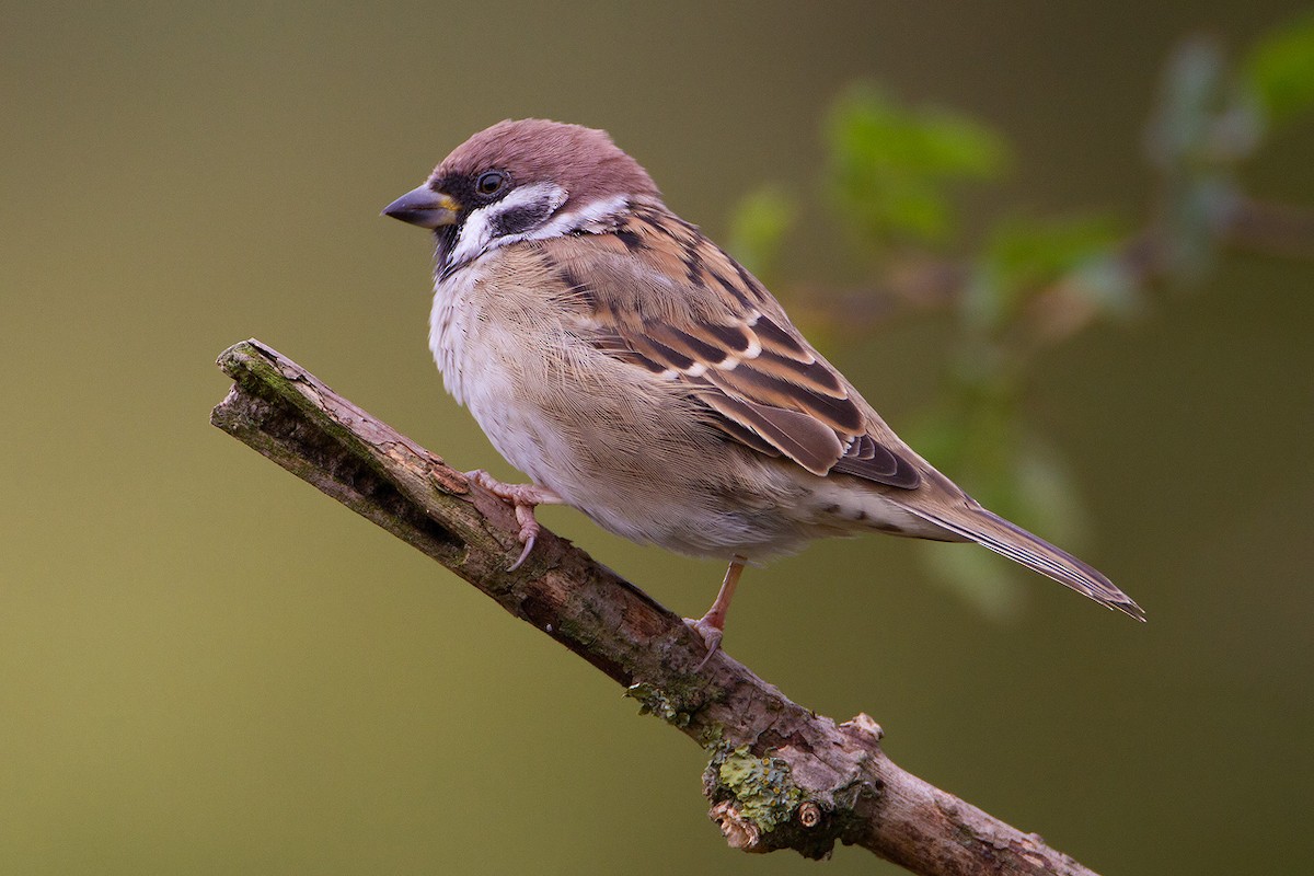 Eurasian Tree Sparrow - Kevin Agar