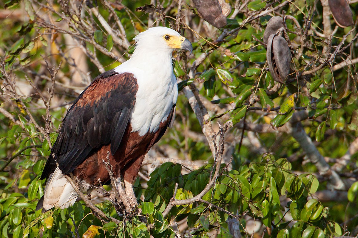 African Fish-Eagle - ML205253741