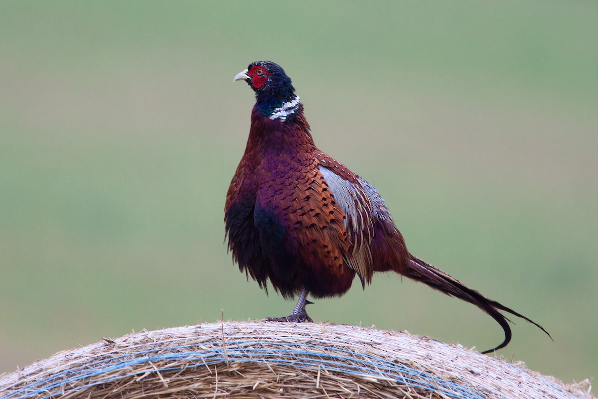 Ring-necked Pheasant - Kevin Agar