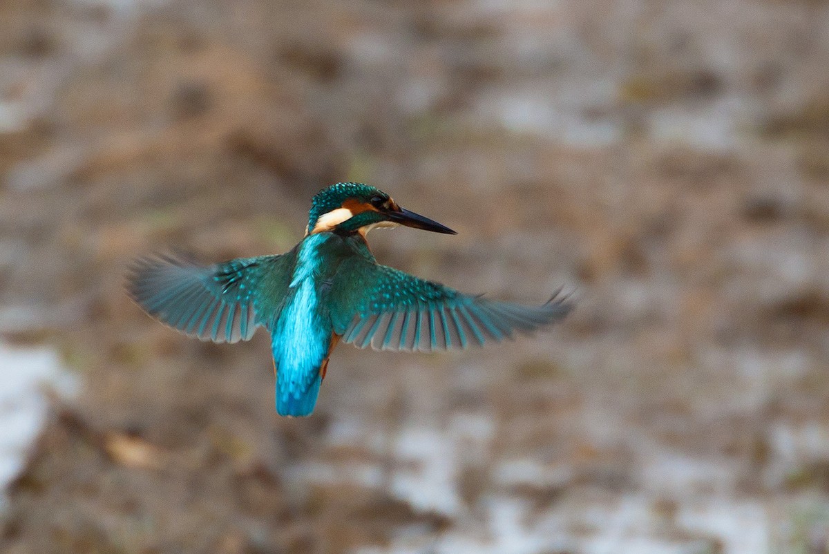 Common Kingfisher - Kevin Agar