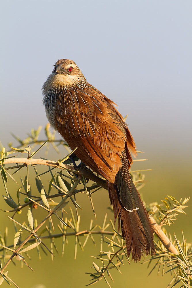 White-browed Coucal - ML205253871
