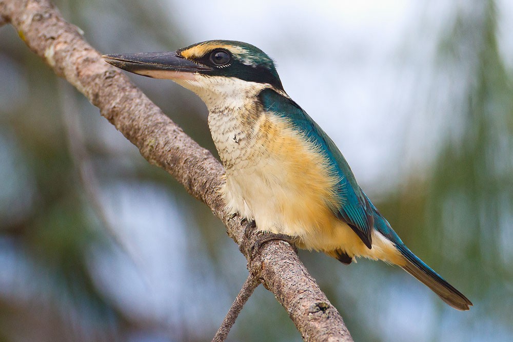 Pacific Kingfisher (Fiji) - Kevin Agar