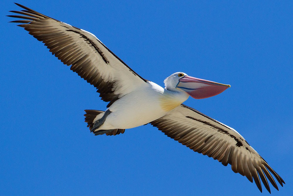 Australian Pelican - Kevin Agar