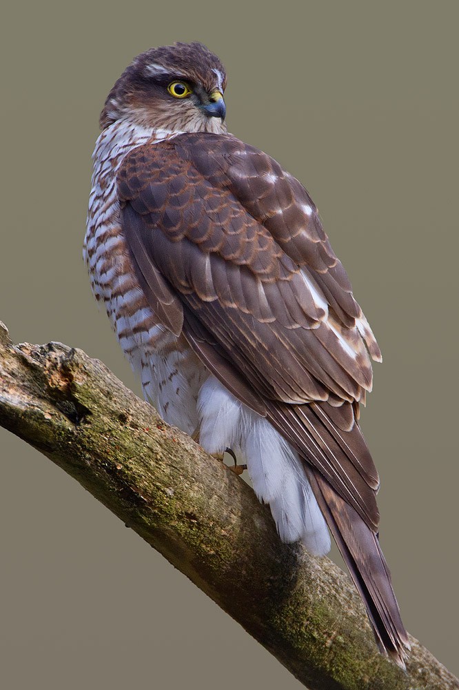 Eurasian Sparrowhawk - Kevin Agar