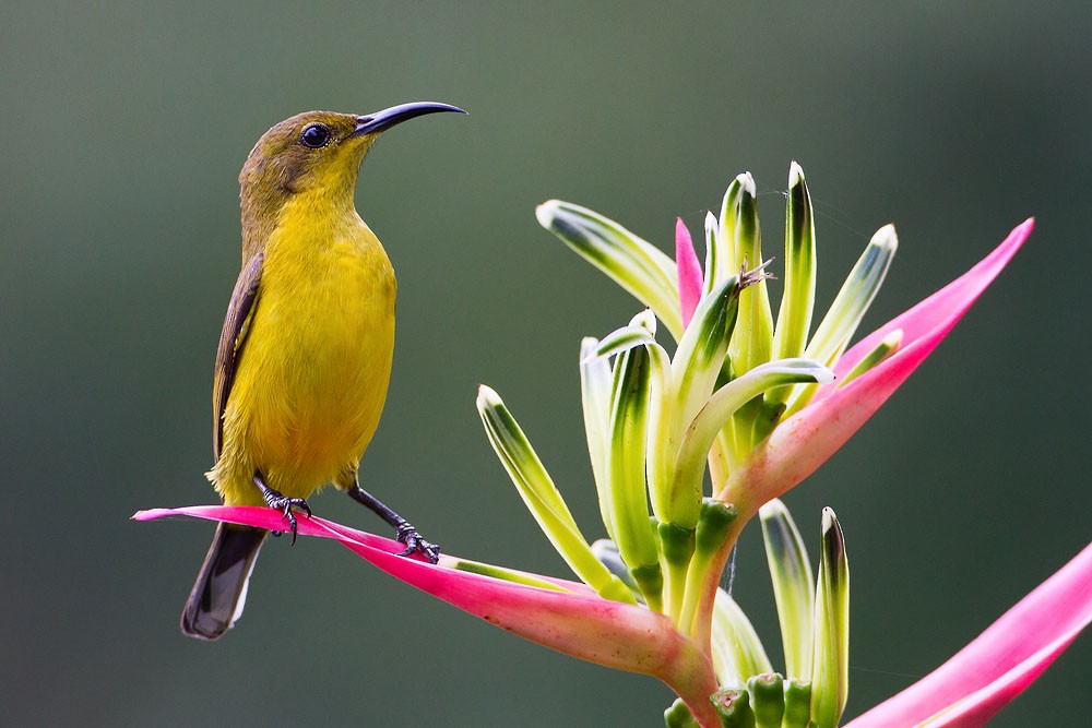 Ornate Sunbird - Kevin Agar