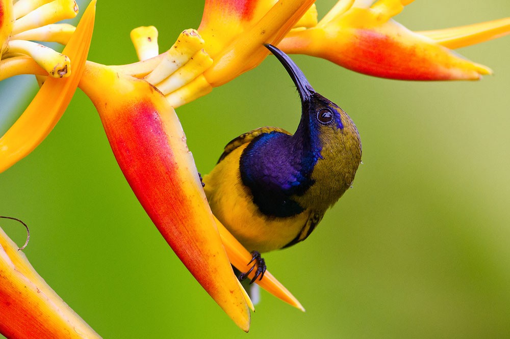Ornate Sunbird - Kevin Agar