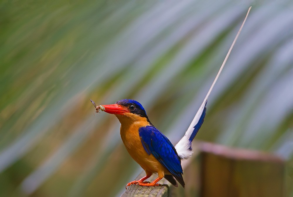 Buff-breasted Paradise-Kingfisher - Kevin Agar