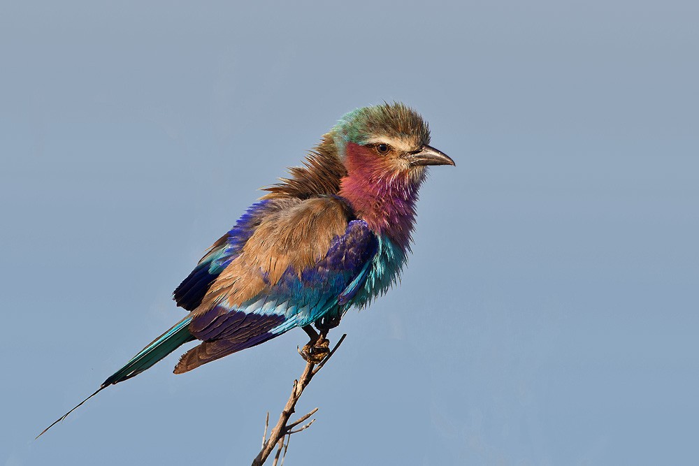 Lilac-breasted Roller (Lilac-breasted) - ML205254031