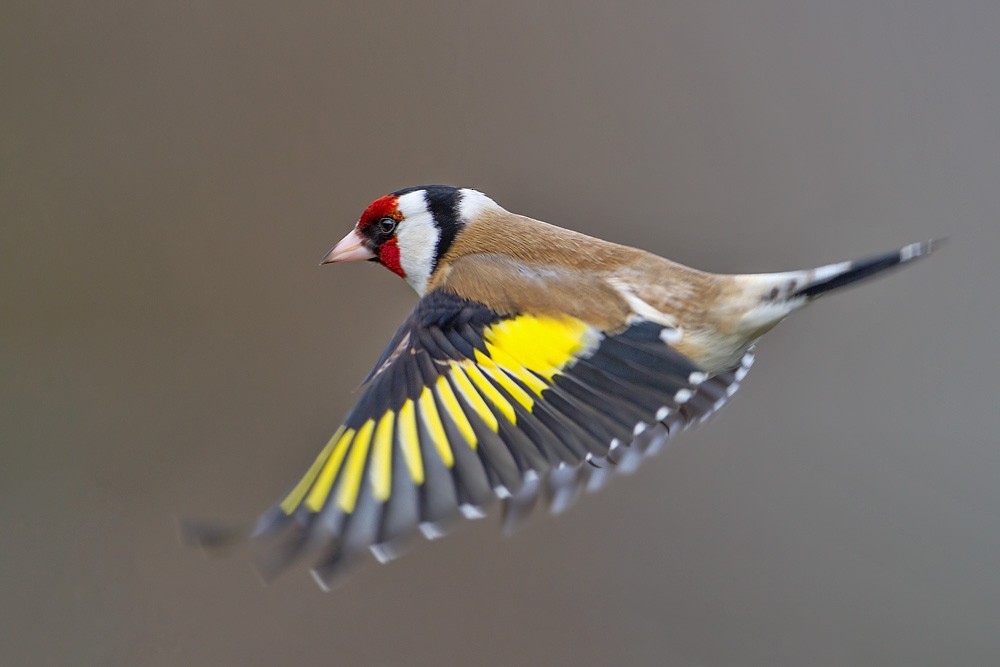 European Goldfinch (European) - Kevin Agar