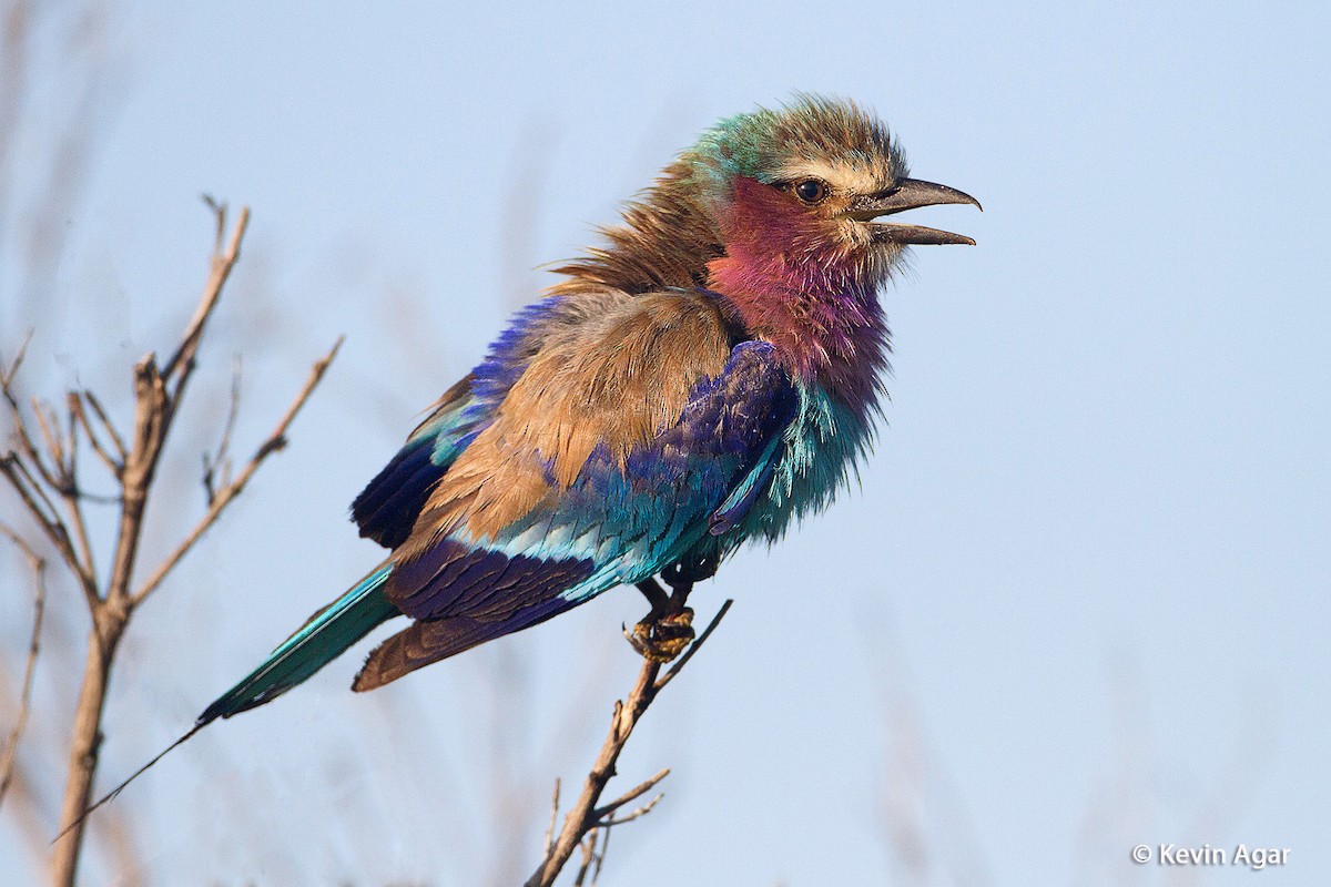 Lilac-breasted Roller (Lilac-breasted) - Kevin Agar