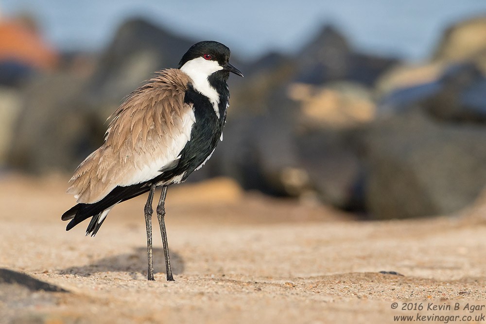 Spur-winged Lapwing - ML205254121