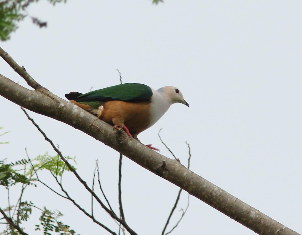 Cinnamon-bellied Imperial-Pigeon (Gray-naped) - David Beadle