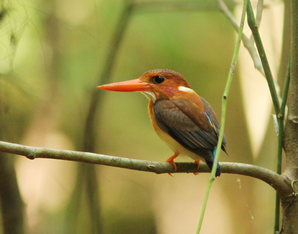 Sulawesi Dwarf-Kingfisher - ML205256001